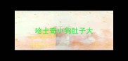 哈士奇小狗肚子大