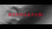 临沂拉布拉多犬出售