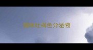 猫咪吐褐色分泌物