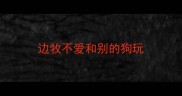 边牧不爱和别的狗玩