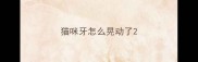 猫咪牙怎么晃动了