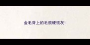 金毛背上的毛很硬很灰