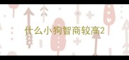 什么小狗智商较高