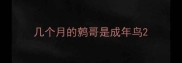 几个月的鹩哥是成年鸟