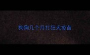 狗狗几个月打狂犬疫苗