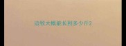 边牧大概能长到多少斤