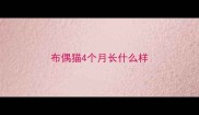 布偶猫4个月长什么样