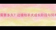 边牧成年需要多久边境牧羊犬成长阶段与饲养全攻略