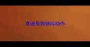 泰迪母狗骑跨动作