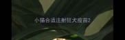 小猫合适注射狂犬疫苗