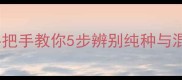 泰迪犬VS泰迪串串手把手教你5步辨别纯种与混血泰迪附对比图鉴