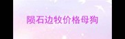 陨石边牧价格母狗