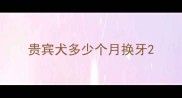 贵宾犬多少个月换牙
