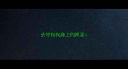 去除狗狗身上的跳蚤