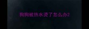 狗狗被热水烫了怎么办