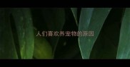 人们喜欢养宠物的原因
