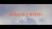 纯种的哈士奇啥样
