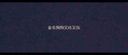 金毛狗狗又吐又拉