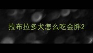 拉布拉多犬怎么吃会胖