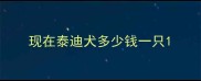 现在泰迪犬多少钱一只