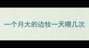 一个月大的边牧一天喂几次
