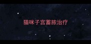 猫咪子宫蓄脓治疗