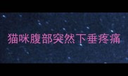 猫咪腹部突然下垂疼痛
