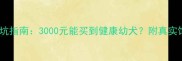 哈士奇价格避坑指南3000元能买到健康幼犬附真实饲养成本清单