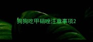 狗狗吃甲硝唑注意事项
