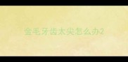 金毛牙齿太尖怎么办