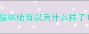 猫咪绝育以后什么样子