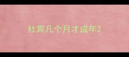 杜宾几个月才成年