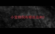 小宠物狗有哪些品种