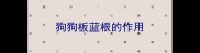 狗狗板蓝根的作用