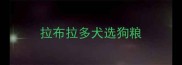 拉布拉多犬选狗粮