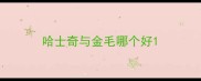 哈士奇与金毛哪个好