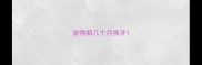宠物貂几个月换牙