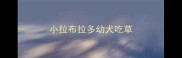 小拉布拉多幼犬吃草