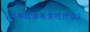 拉布拉多毛发吃什么