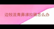 边牧流青鼻涕拉稀怎么办