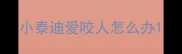 小泰迪爱咬人怎么办