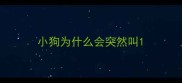 小狗为什么会突然叫