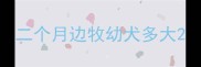 二个月边牧幼犬多大