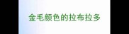 金毛颜色的拉布拉多