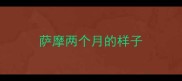 萨摩两个月的样子
