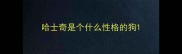 哈士奇是个什么性格的狗