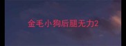 金毛小狗后腿无力