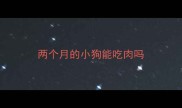 两个月的小狗能吃肉吗