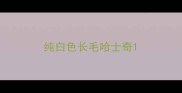 纯白色长毛哈士奇
