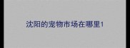 沈阳的宠物市场在哪里